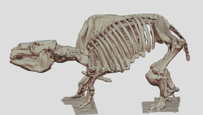 3, Large species in an extinct order, Notoungulata: Toxodon