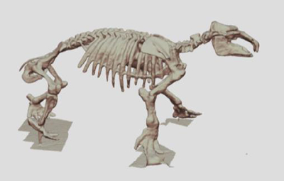 5, Large extinct species in Desmostylia resembling a hippopotamus: Paleoparadoxia