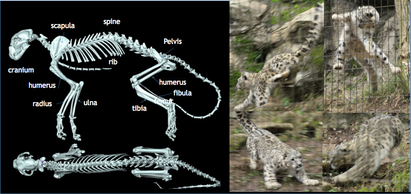 Mammal's Locomotion-2nd version