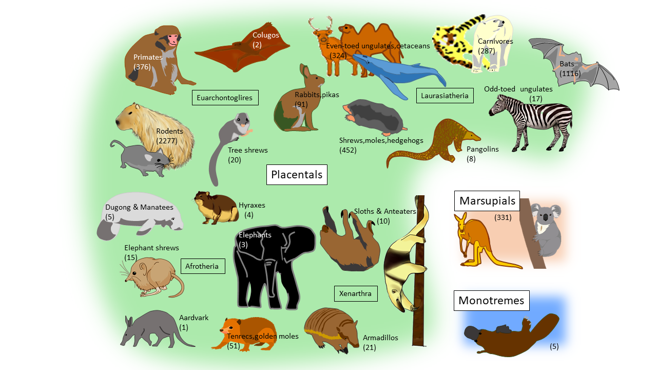 5 Different Types Of Animals - Spesial 5