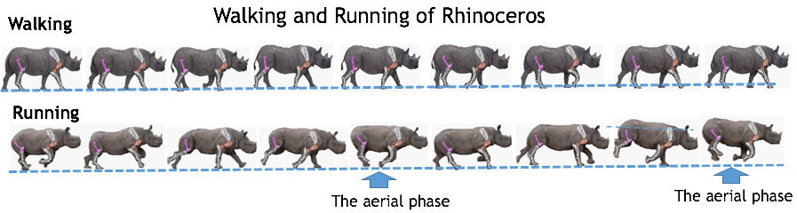 How Fast Can Rhinos Run - The Wild Rhino Chase - Rhino Rest