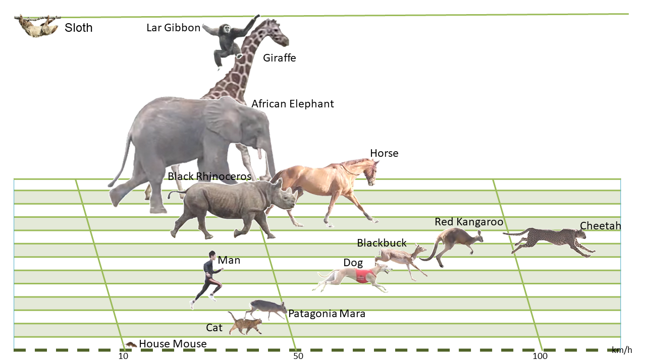 Aerial Animals Chart