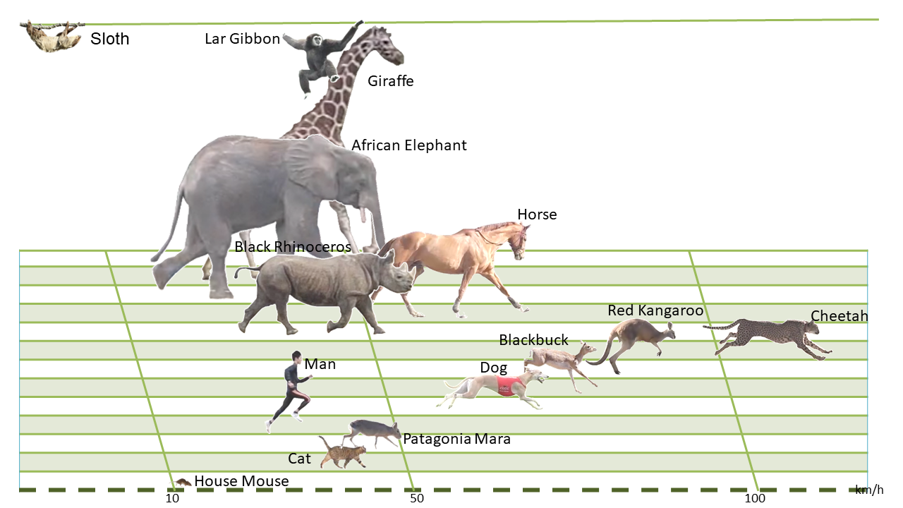 Mammal s Locomotion 4th Version
